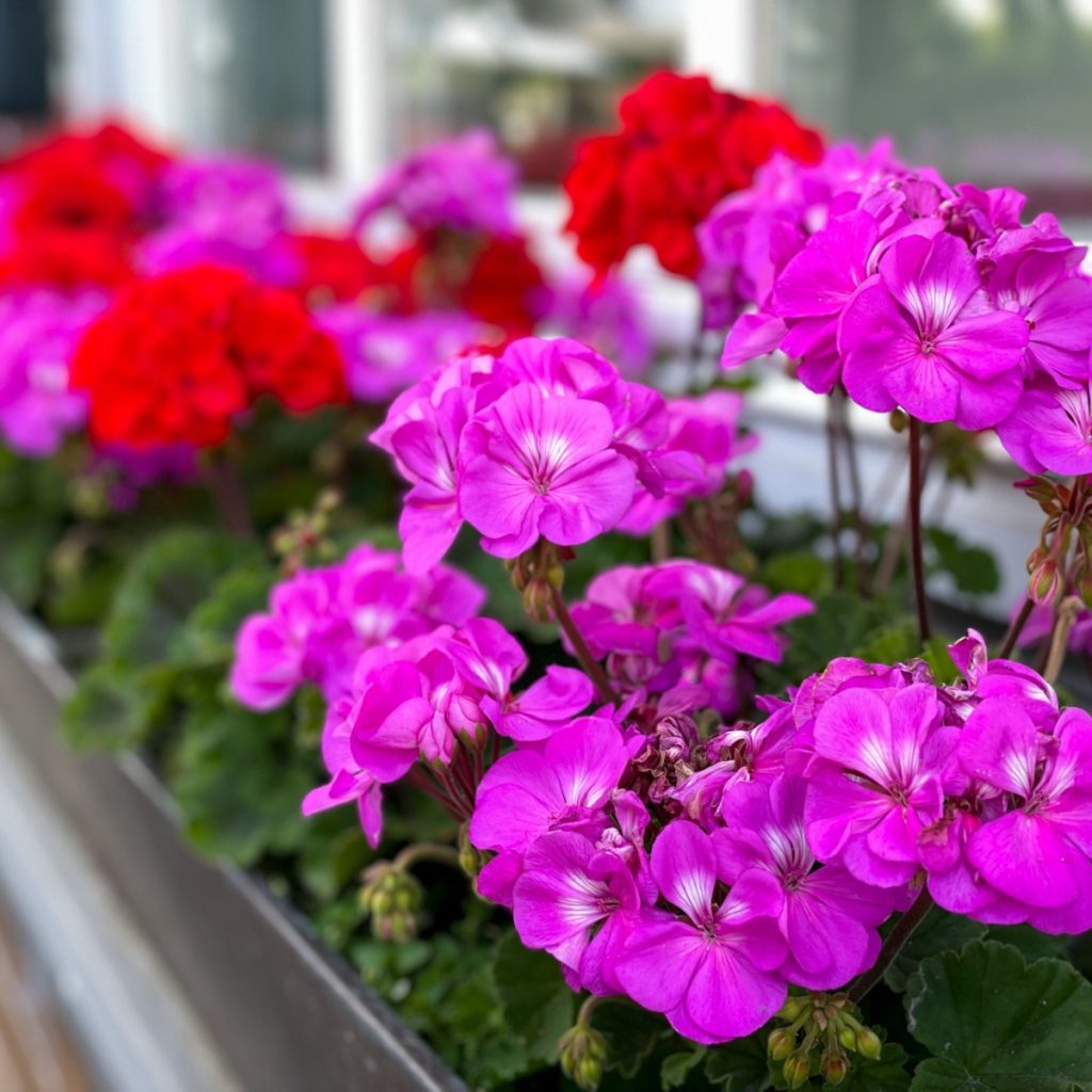 Geranium flowers blooming