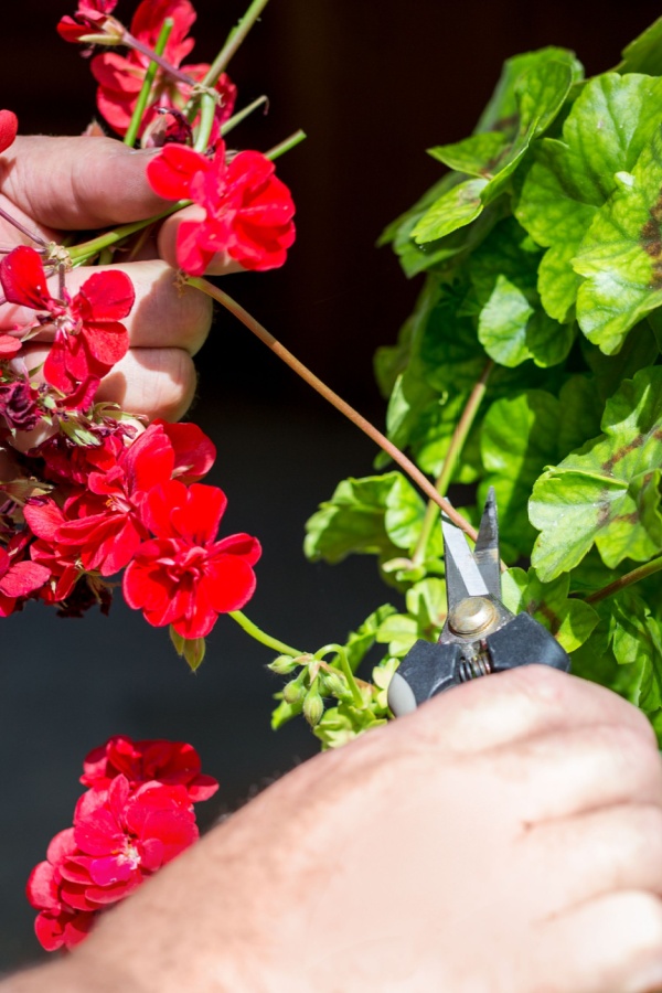 deadheading geranium blooms