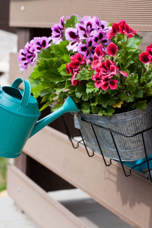 Watering plants in containers