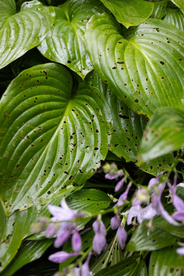 Pest damage on hosta plants with blooms - hostas in summer