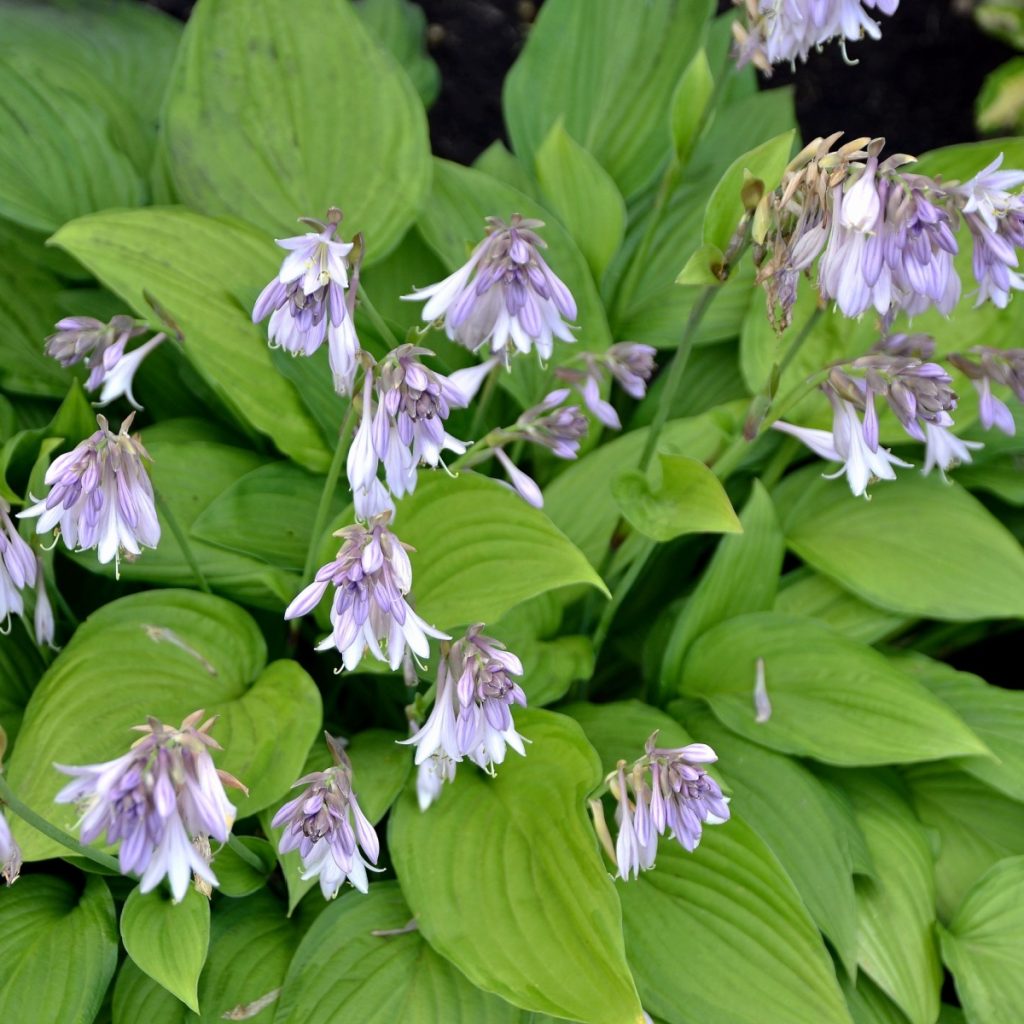 Blooming hosta plant