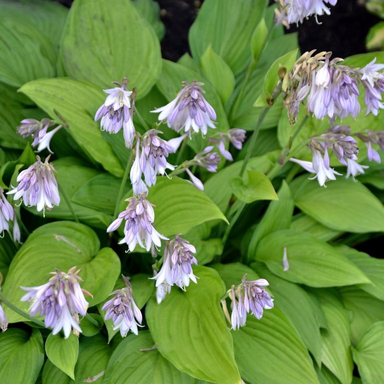 Blooming hosta plant