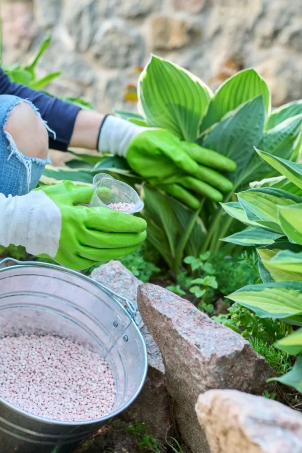 Fertilizing hostas in summer