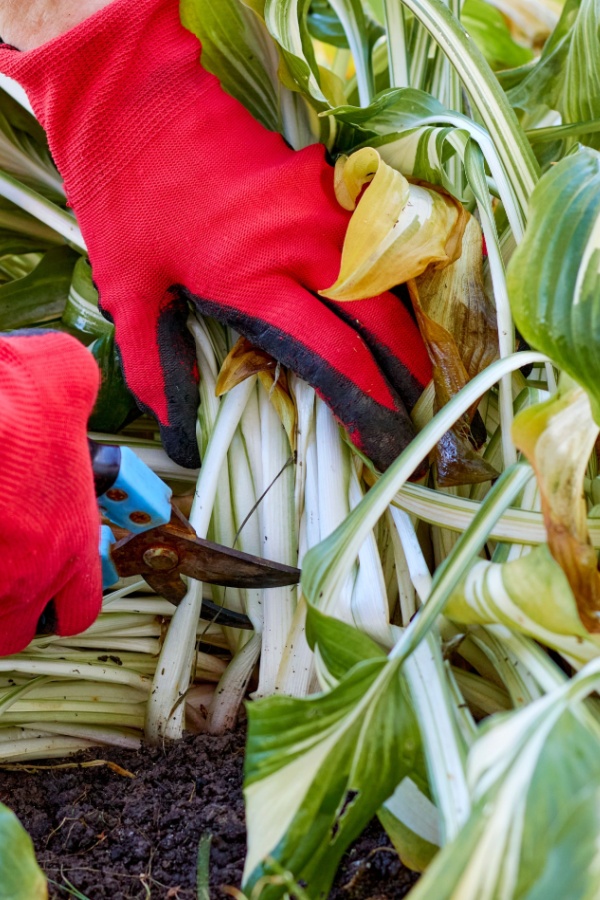 pruning leaves