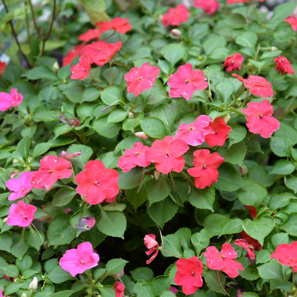 Blooming impatiens