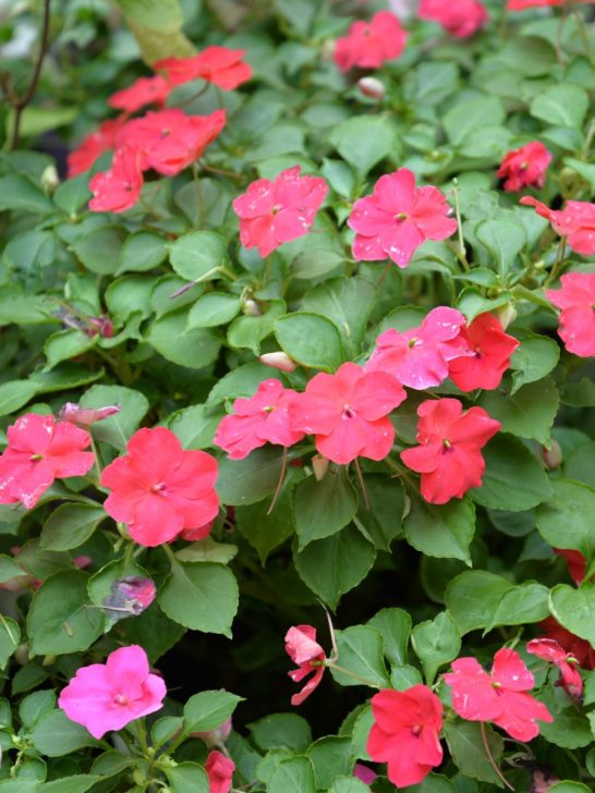 How To Keep Geraniums Blooming - 3 Secrets To Lasting Blooms