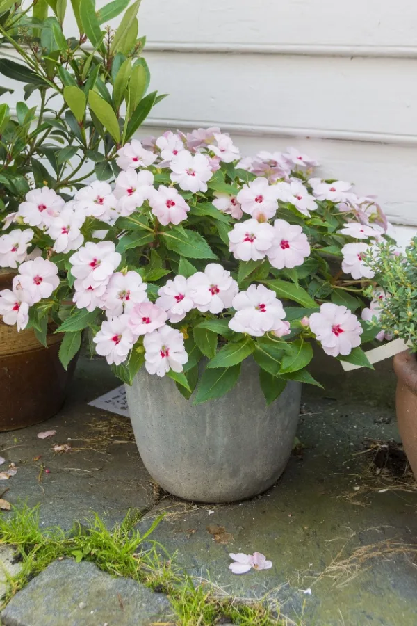 White impatiens growing in container