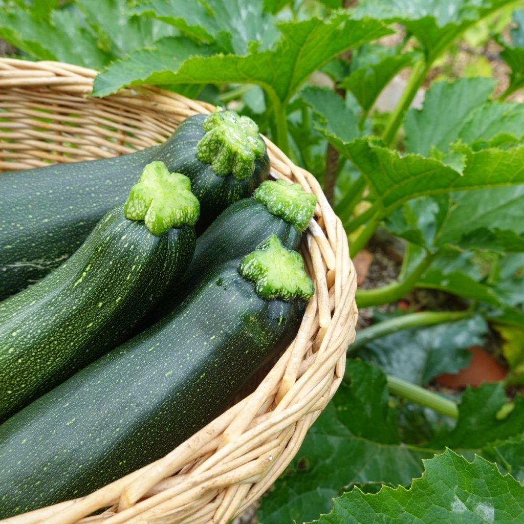 replanted zucchini harvest in the summer