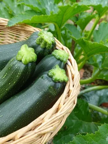 harvests from replanted zucchini in the summer