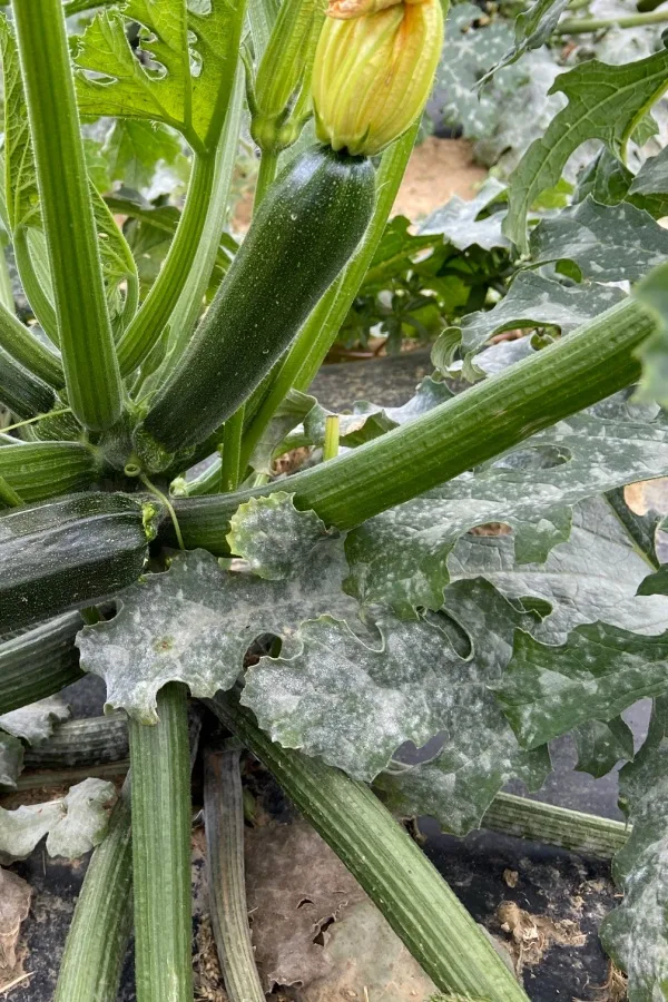 Powdery mildew on zucchini plant