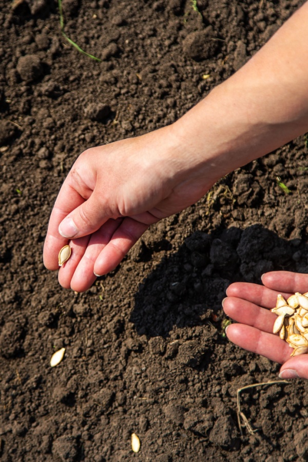 replanting zucchini seeds in the summer