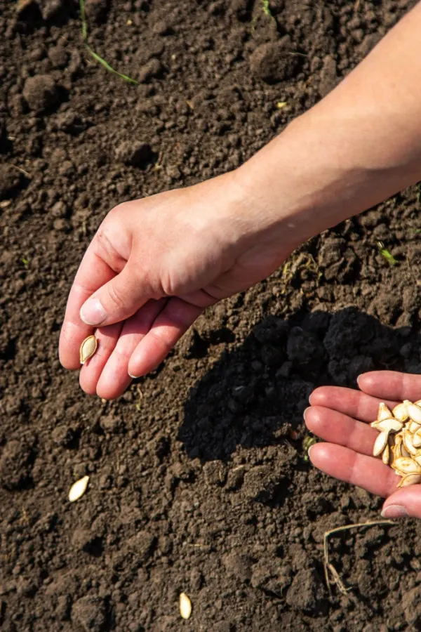 replanting zucchini seeds in the summer