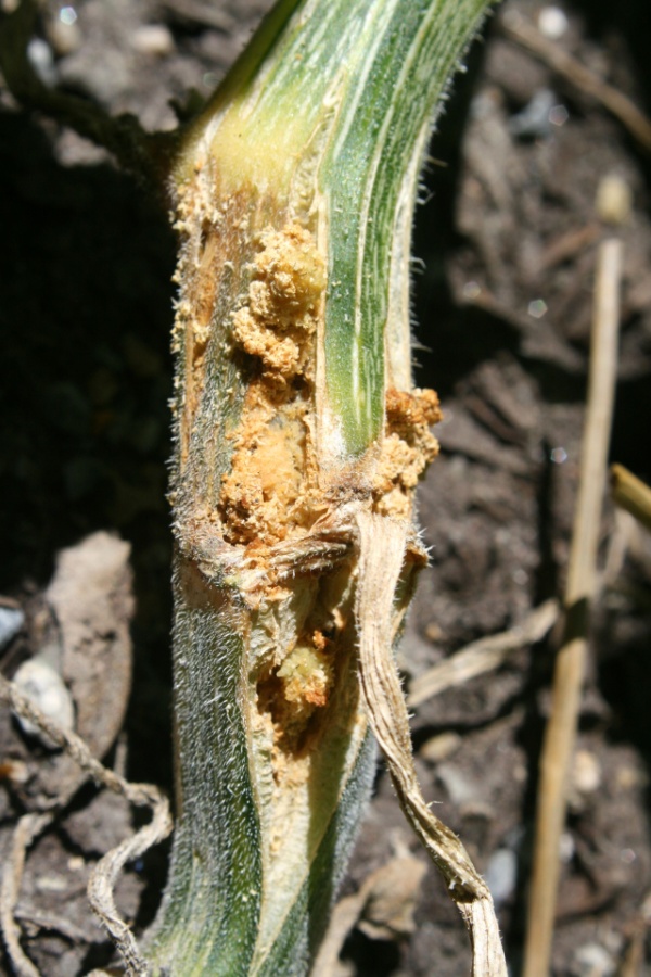 Squash vine borer damage - replant zucchini in summer