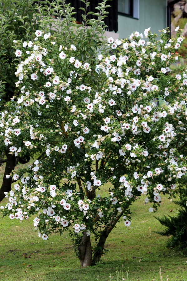 Rose of sharon shrub with lots of white blooms