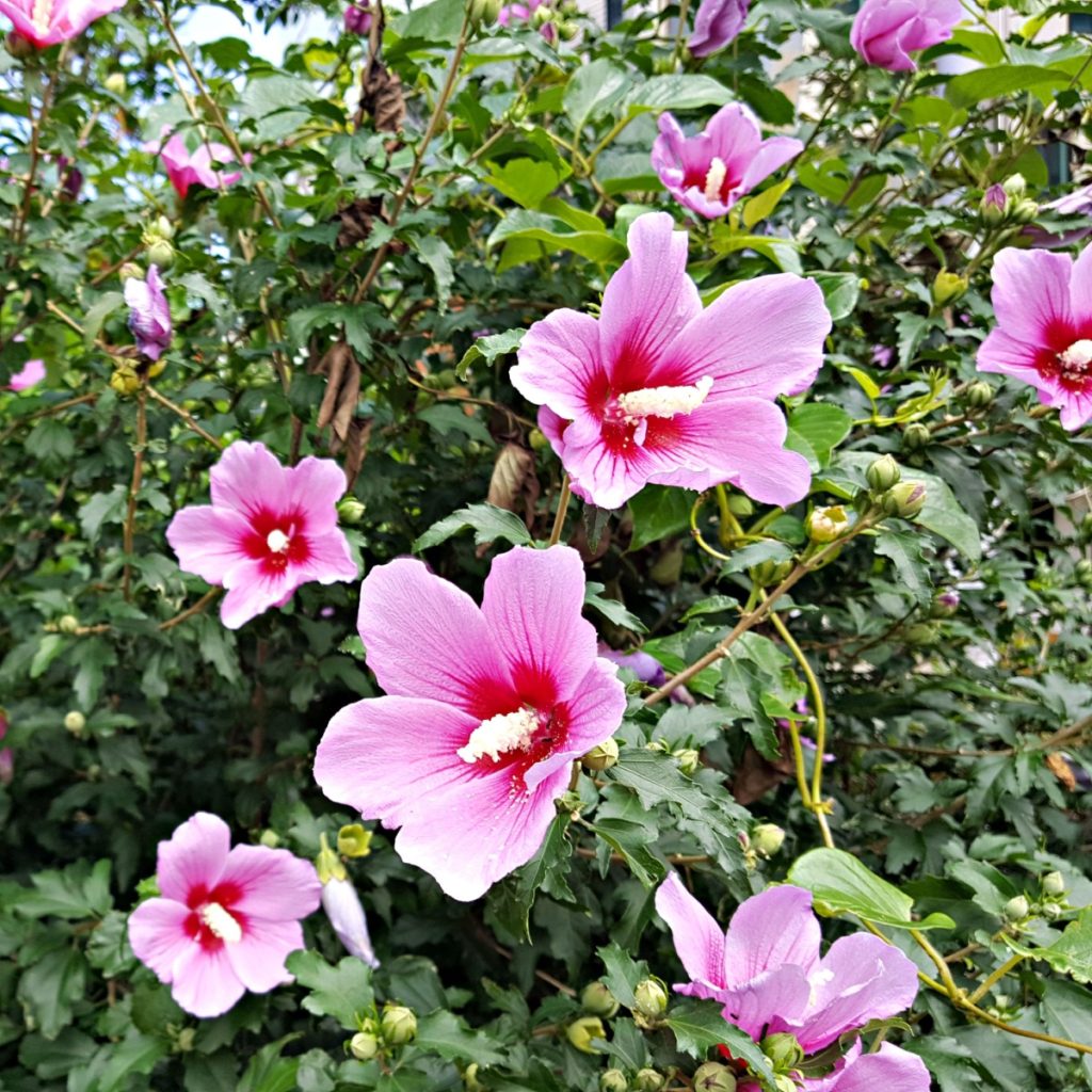 Rose of Sharon plant blooming