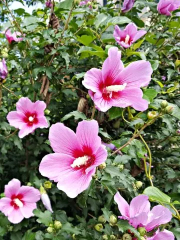 Rose of Sharon