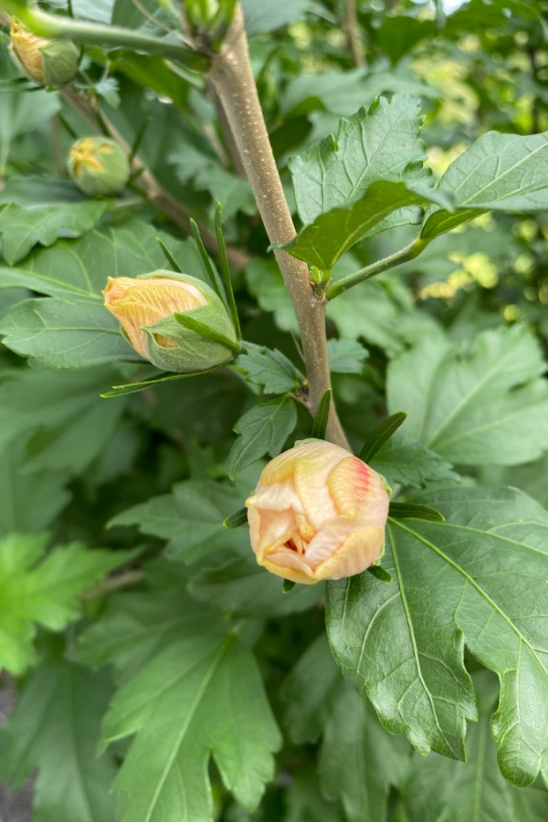 New buds forming