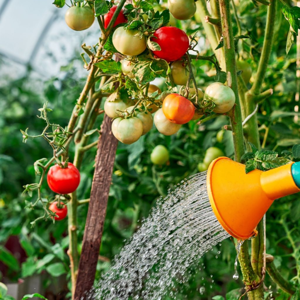 Watering tomato plants too much