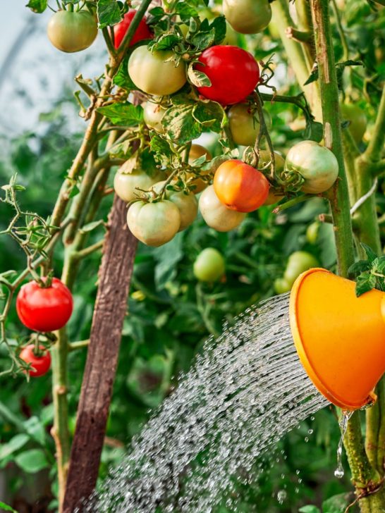 How To Avoid tomato plants getting too much water