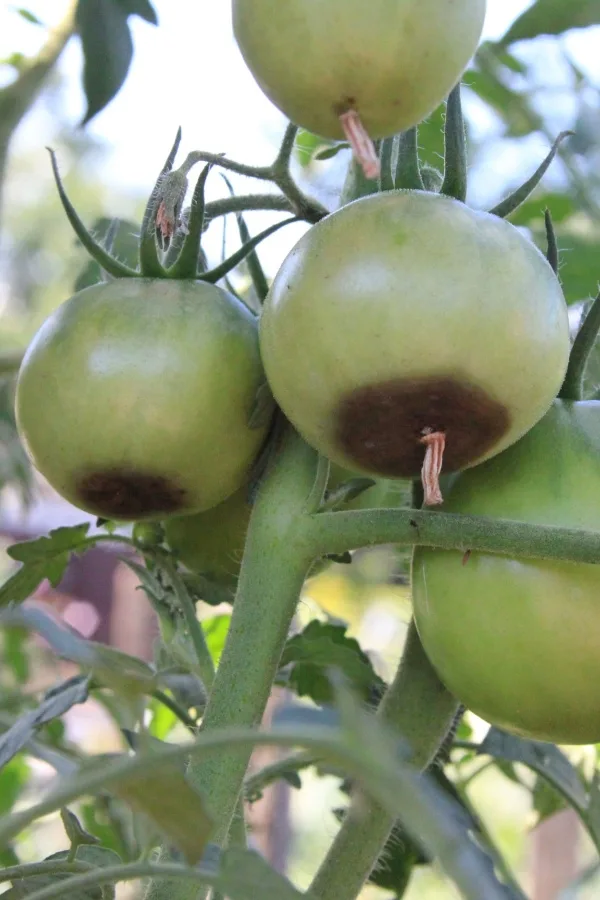 Blossom end rot on unripe tomatoes