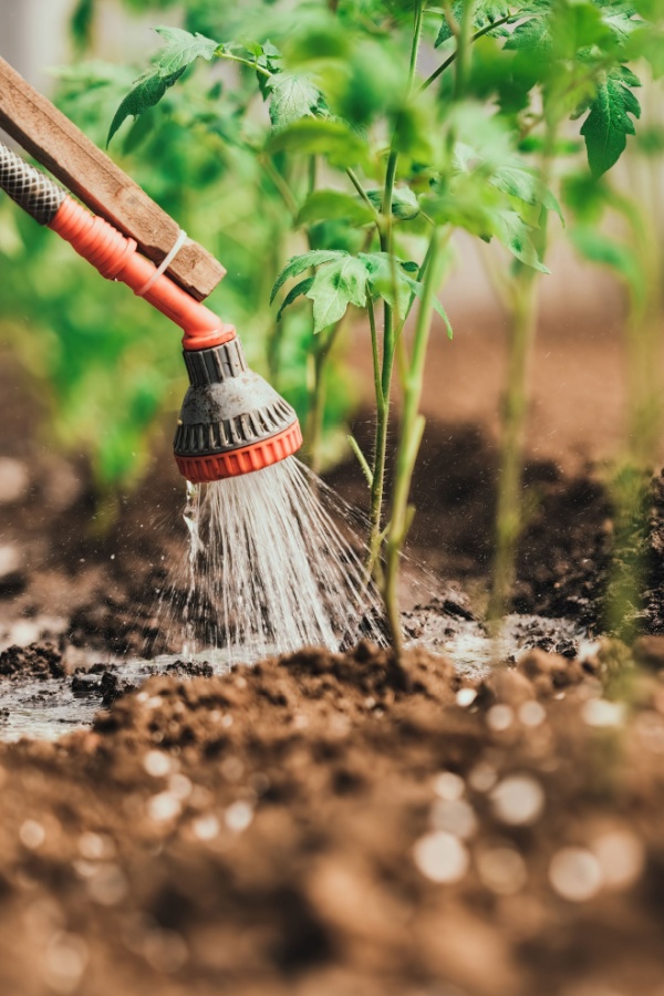 watering tomato plants deeply at the base of plants. how to avoid overwatering tomatoes
