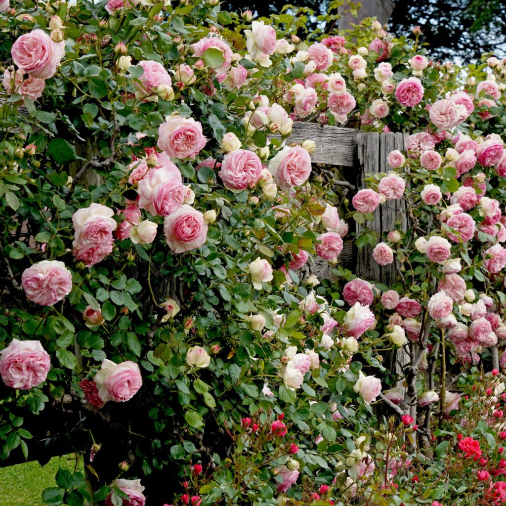 fertilize climbing roses