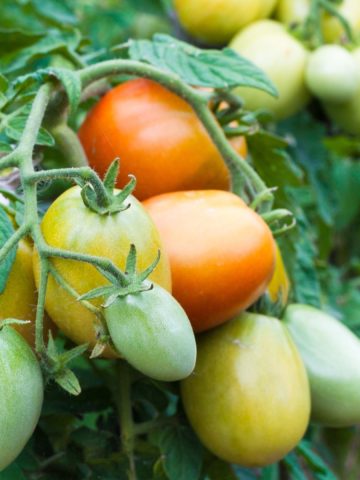 how to ripen tomatoes