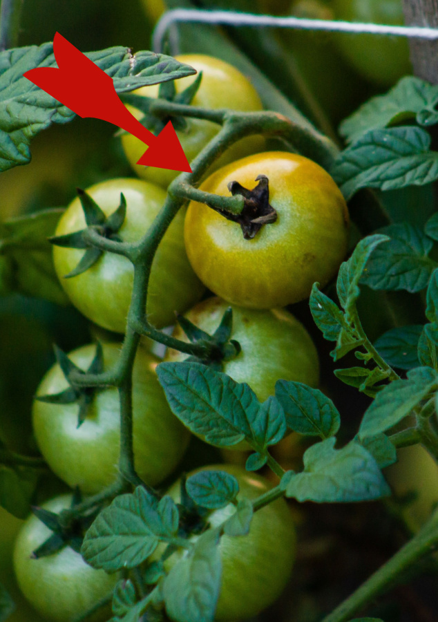 tomato ripening - blush