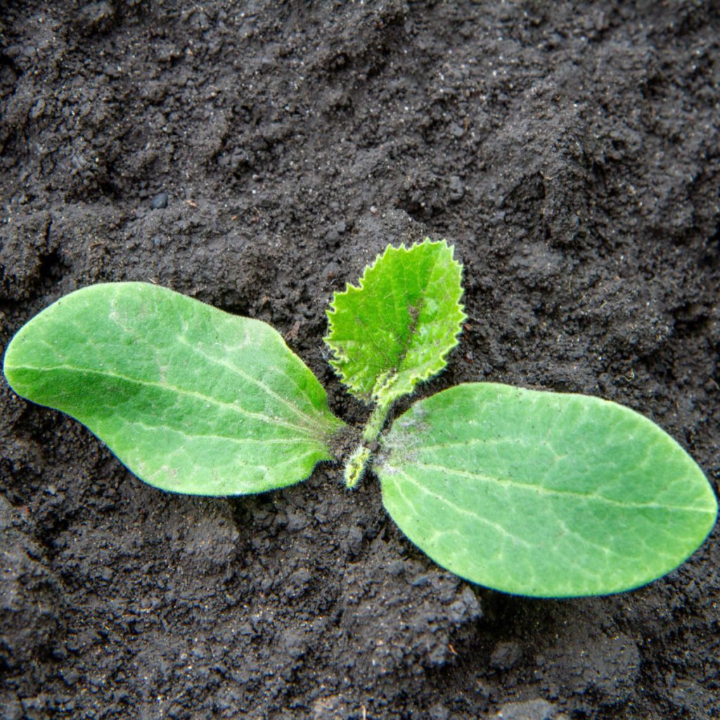 replant zucchini with seeds