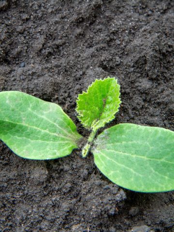 replant zucchini with seeds