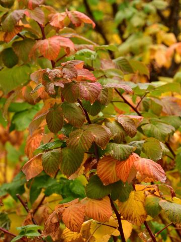 Raspberry and blackberry plants in the fall