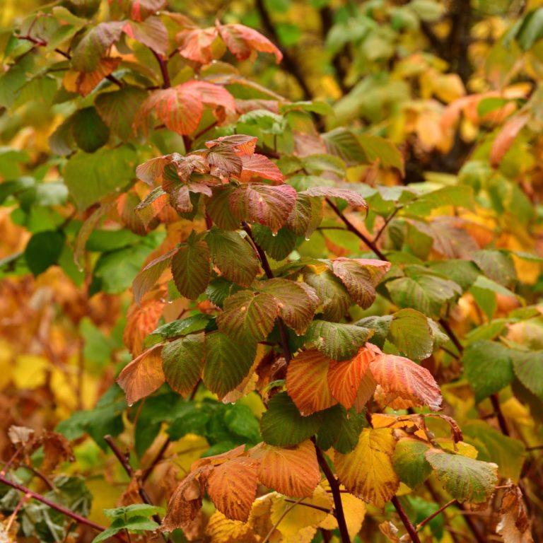 Raspberry and blackberry plants in the fall