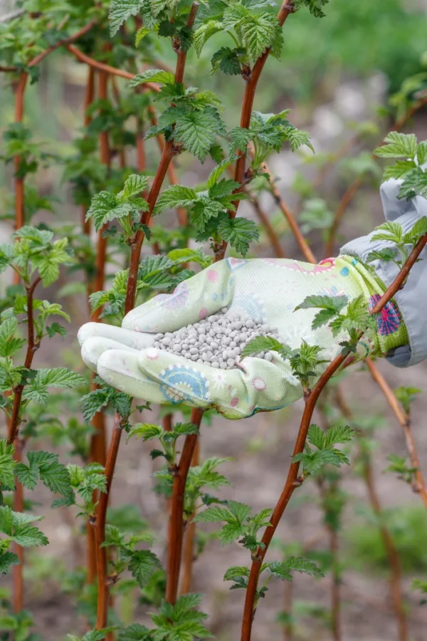 fertilizing in spring - blackberry and raspberry plants in the fall