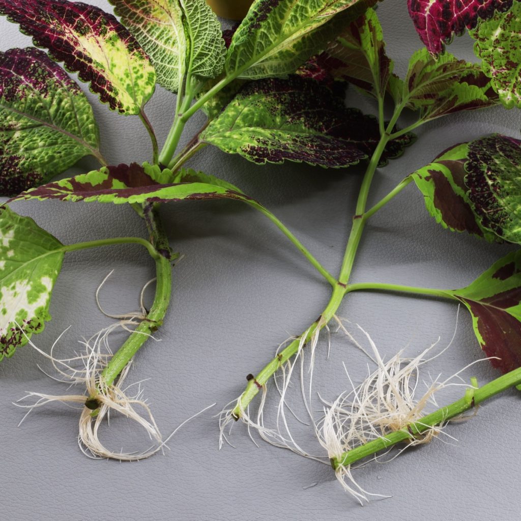 coleus plants rooting - how to save coleus