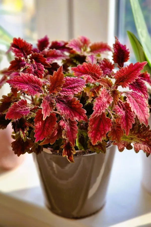 Potted coleus plant