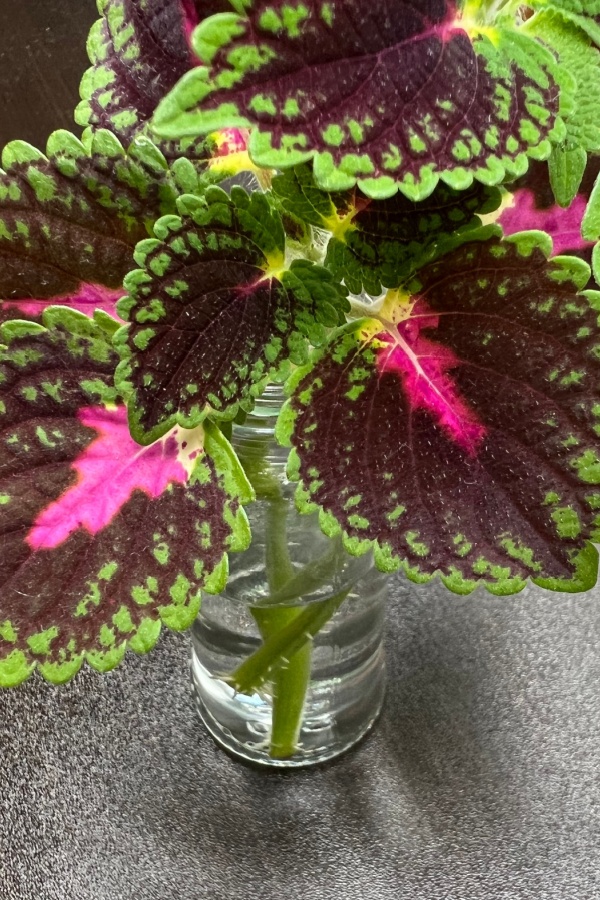 Rooting coleus in water - how to save coleus