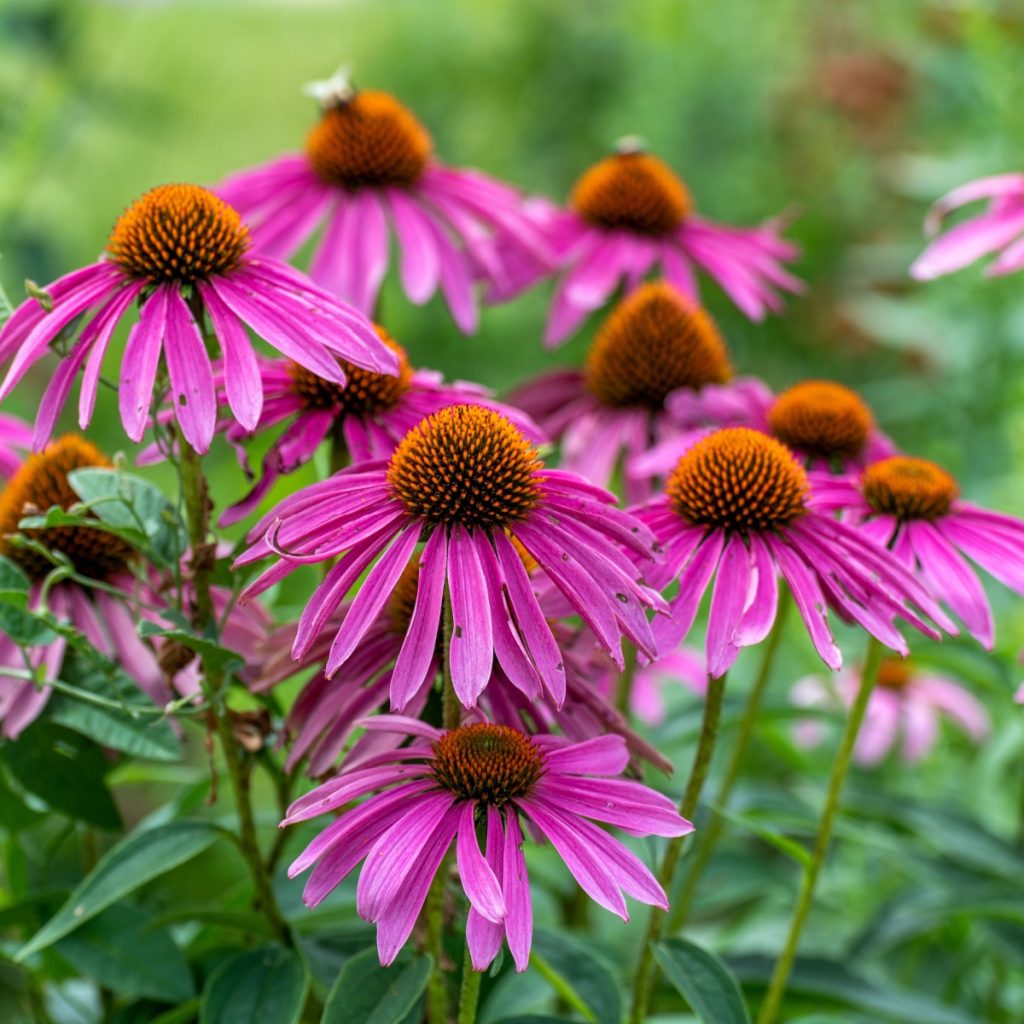 Purple coneflowers - what to do after it stops blooming