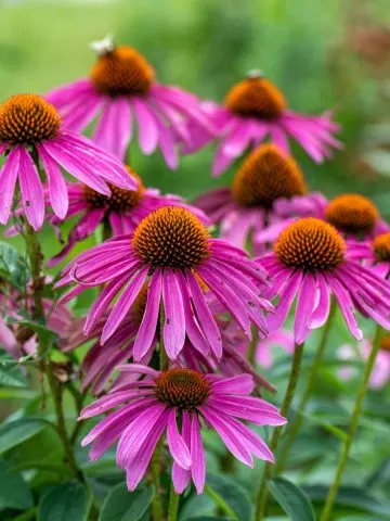 Coneflowers after it stops blooming