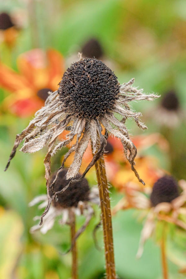 Dead coneflower blooms - stops blooming