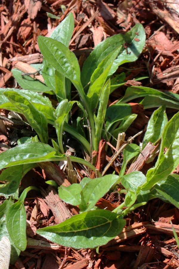 new growth coming up through woodchips