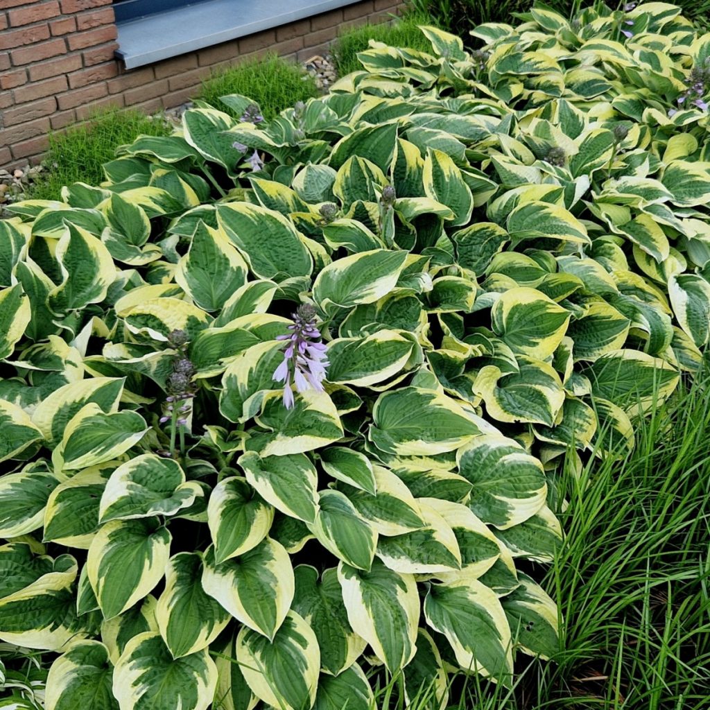 Overgrown hostas that need divided during in the summer