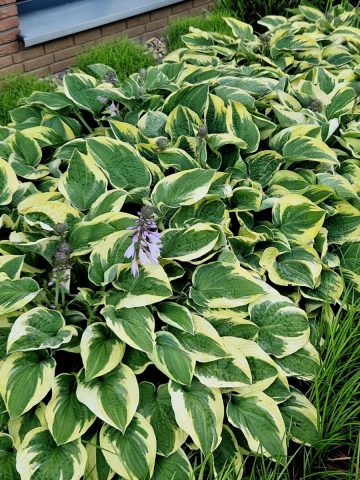 Overgrown hostas that need divided during in the summer