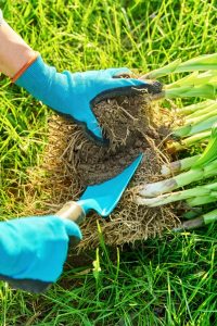 How To Divide Overgrown Hostas In The Summer