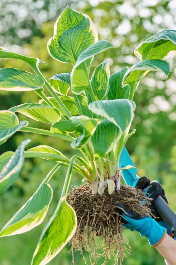 Rhizomes from a hosta plant