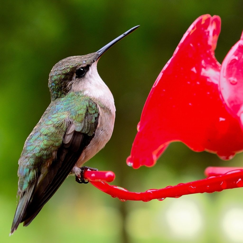 Hummingbird on a feeder