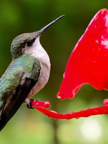 Feed hummingbirds in the fall