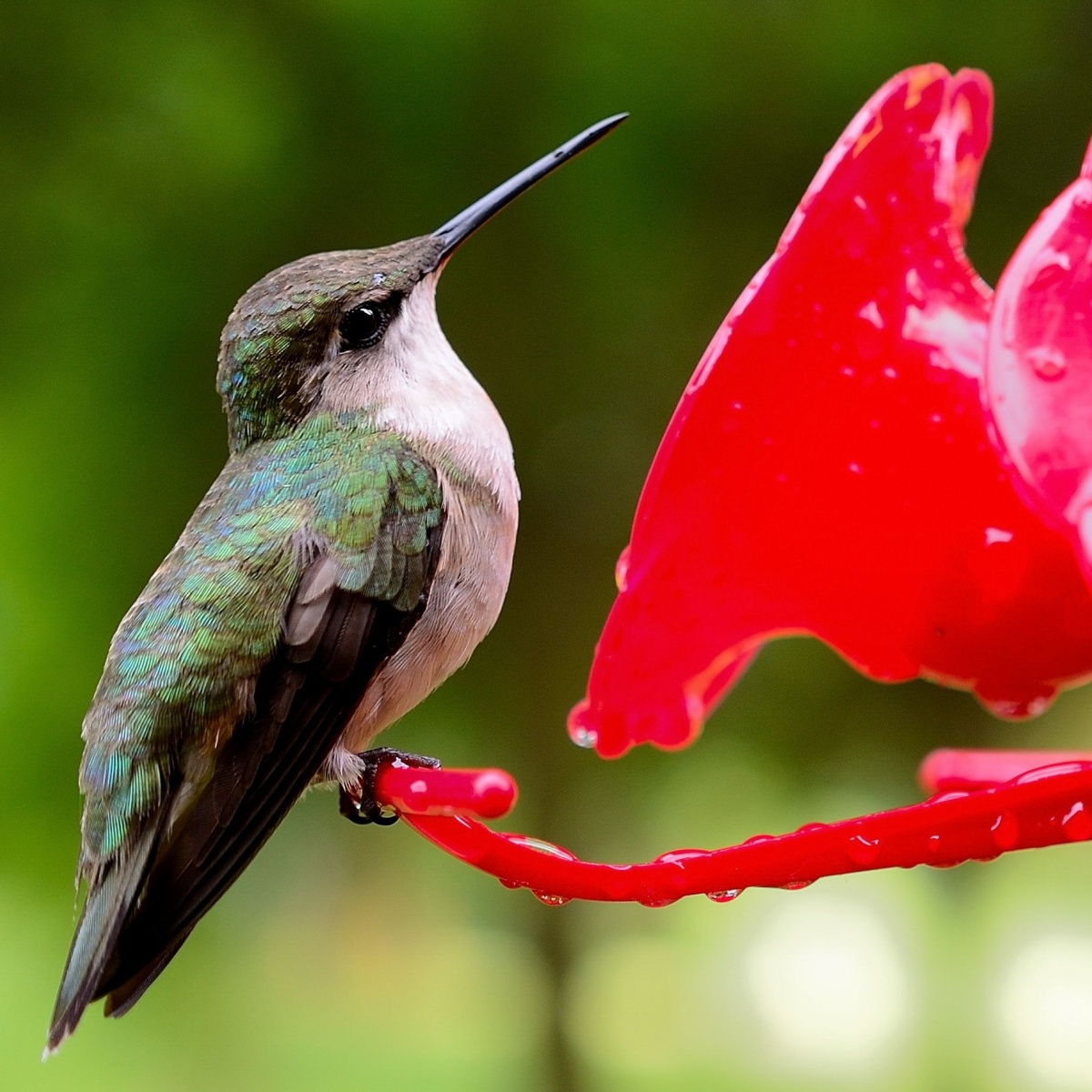 Feed hummingbirds in the fall