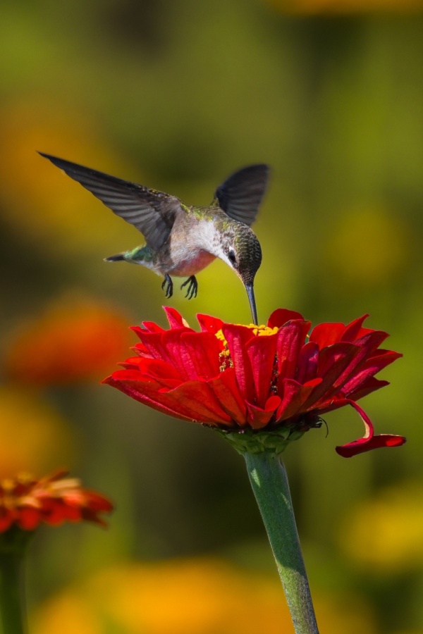 Humming bird feeding on a zinnia flower