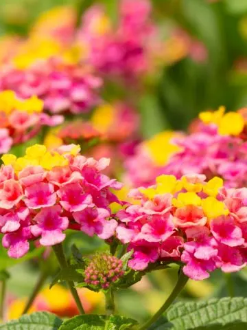 Lantana blooming