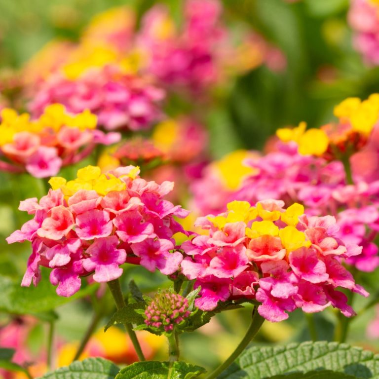 Lantana blooming